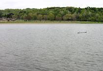 A family of geese crosses the lake